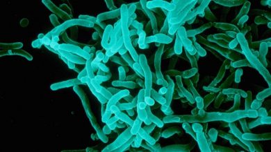 Study warns Diphtheria could become a major global threat